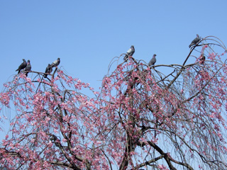 京都　桜　２０１０_c0193833_1142747.jpg