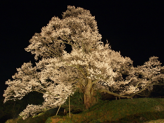 桜花巡礼2010～奈良・佛隆寺＋α～　_e0080133_074069.jpg