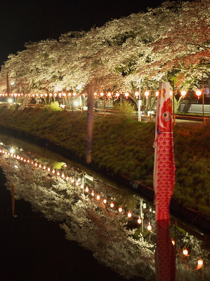 桜花巡礼2010～奈良・佛隆寺＋α～　_e0080133_092535.jpg