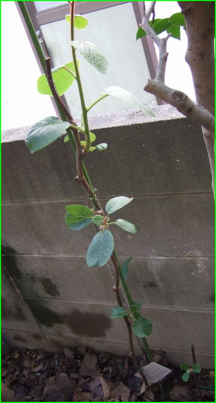 c0004734_22182624.jpg