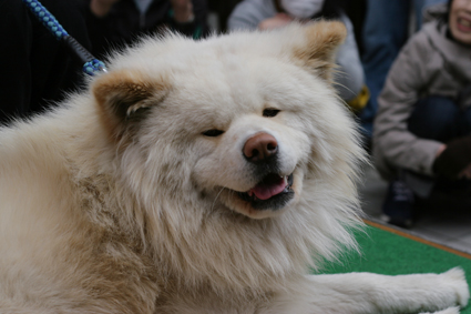 ブサかわいい有名犬が来秋なのだ_b0031538_22245670.jpg