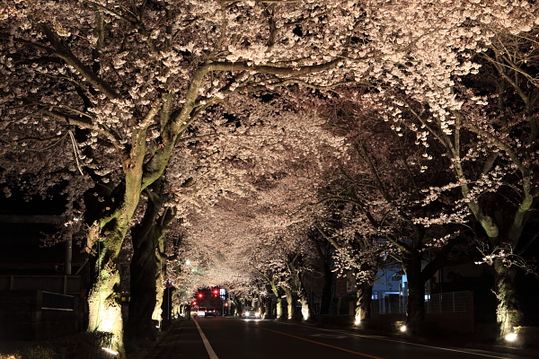 夜の森桜通りのライトアップ。_a0123239_22502863.jpg