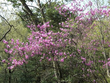 岩石山へお花の下見_e0164643_2243338.jpg