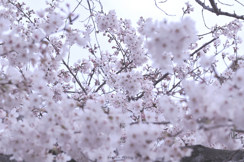 桜　彩　vol.8_e0179644_131517.jpg