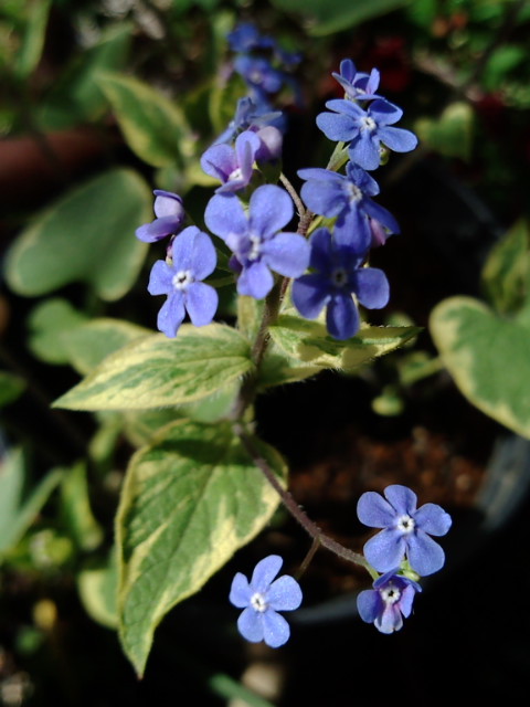 f0236744_953487.jpg