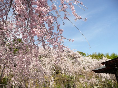 嵐山 天龍寺の桜 徒然彩時記