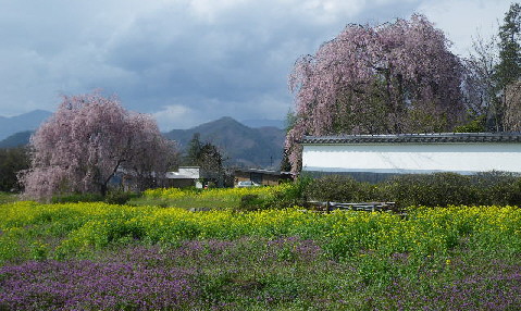 イトザクラ　慈雲寺_e0069647_1830843.jpg