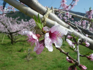 イトザクラ　慈雲寺_e0069647_1835853.jpg