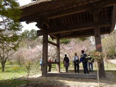 花尽くしウォーク_f0019247_22163079.jpg