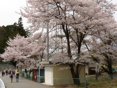 花尽くしウォーク_f0019247_2226238.jpg