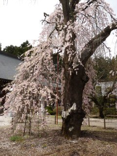 花尽くしウォーク_f0019247_22271140.jpg