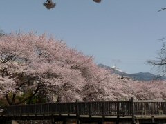 花尽くしウォーク_f0019247_22322898.jpg