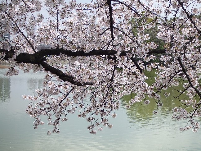 Cherry Blossoms in Mandai Ike Park_e0046748_14421238.jpg