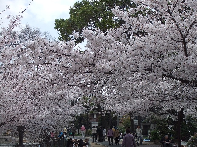 Cherry Blossoms in Mandai Ike Park_e0046748_144312.jpg