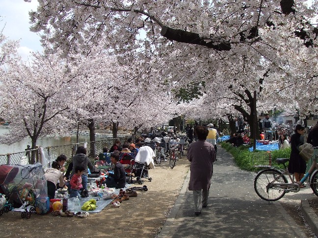 Cherry Blossoms in Mandai Ike Park_e0046748_14433310.jpg