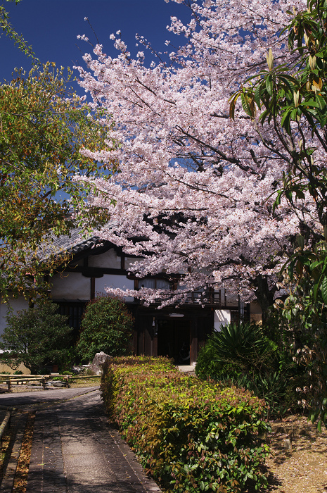 桜の寺・十二坊(上品蓮台寺)_f0155048_0395781.jpg