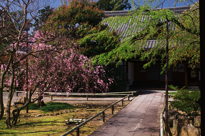 桜の寺・十二坊(上品蓮台寺)_f0155048_0401125.jpg