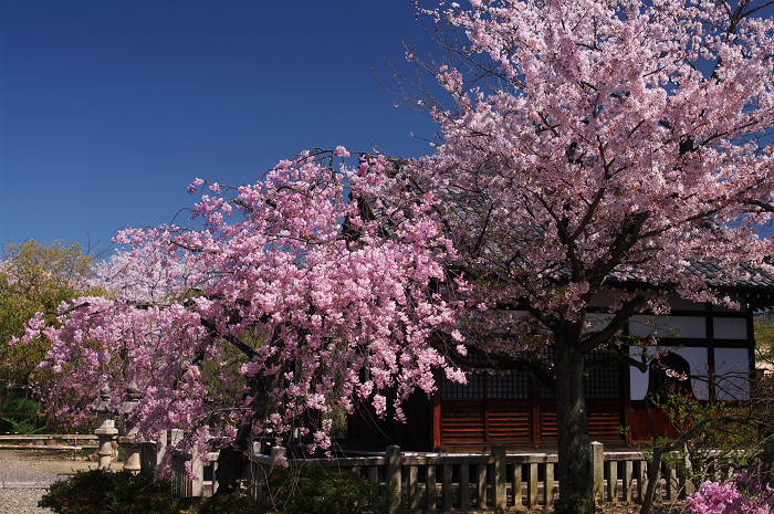 桜の寺・十二坊(上品蓮台寺)_f0155048_040199.jpg