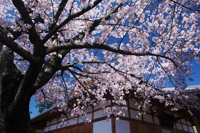 桜の寺・十二坊(上品蓮台寺)_f0155048_0403540.jpg