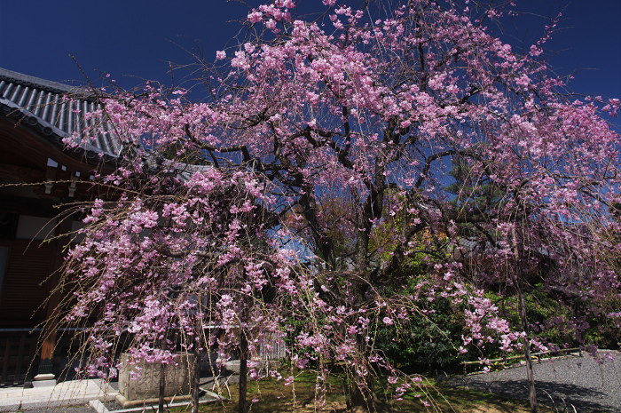桜の寺・十二坊(上品蓮台寺)_f0155048_0404218.jpg