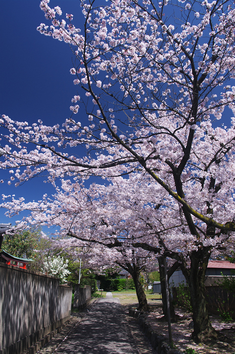桜の寺・十二坊(上品蓮台寺)_f0155048_0405017.jpg