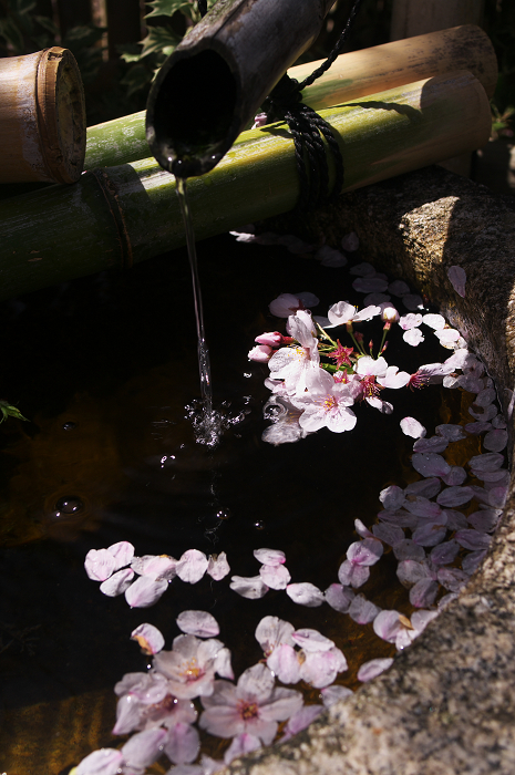 桜の寺・十二坊(上品蓮台寺)_f0155048_0415573.jpg
