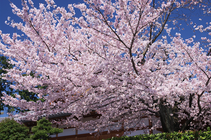 桜の寺・十二坊(上品蓮台寺)_f0155048_0422161.jpg