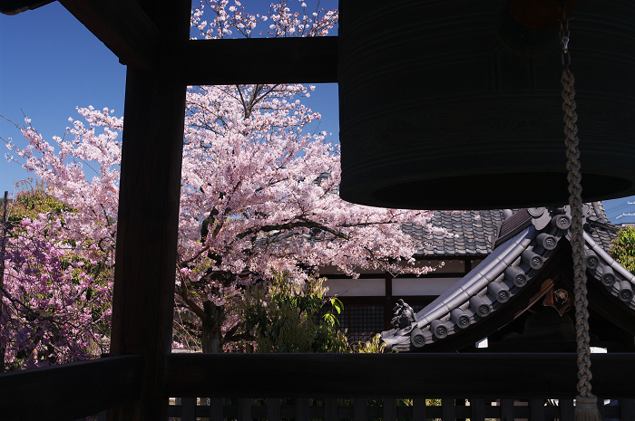 桜の寺・十二坊(上品蓮台寺)_f0155048_0423643.jpg