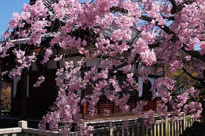 桜の寺・十二坊(上品蓮台寺)_f0155048_0425032.jpg
