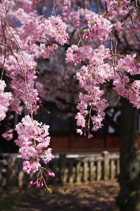 桜の寺・十二坊(上品蓮台寺)_f0155048_0431823.jpg