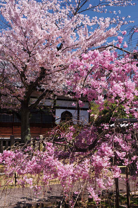 桜の寺・十二坊(上品蓮台寺)_f0155048_0441734.jpg