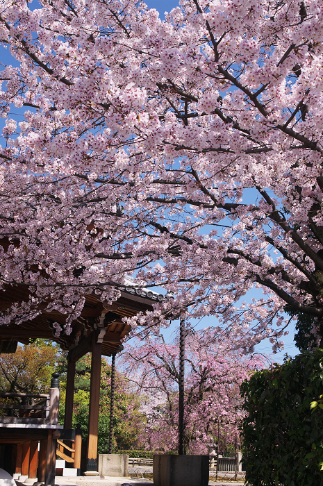 桜の寺・十二坊(上品蓮台寺)_f0155048_0442679.jpg