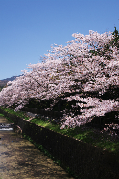 春の真如堂_f0155048_2312224.jpg