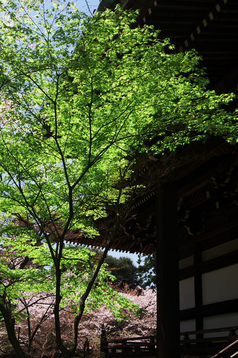 春の真如堂_f0155048_2313237.jpg