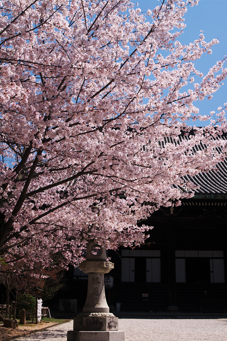 春の真如堂_f0155048_2313336.jpg
