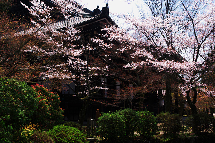 春の真如堂_f0155048_23135887.jpg