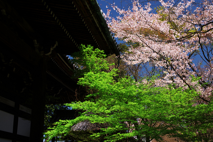 春の真如堂_f0155048_2313991.jpg