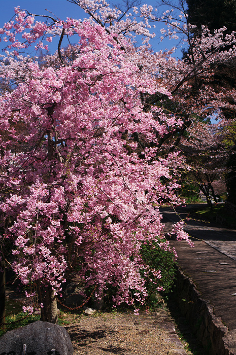 春の真如堂_f0155048_23141284.jpg