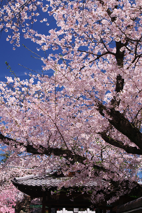 春の真如堂_f0155048_2315791.jpg