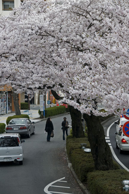 平和通りの桜_f0089349_2254940.jpg