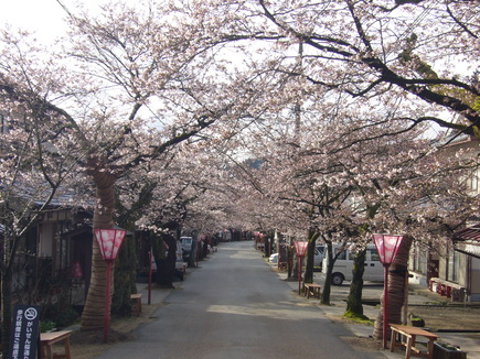 がいせん桜開花情報　【５分咲き】　２０１０年４月１３日_b0174451_759531.jpg