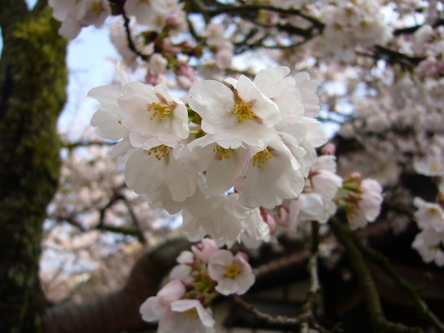 がいせん桜開花情報　【５分咲き】　２０１０年４月１３日_b0174451_823673.jpg