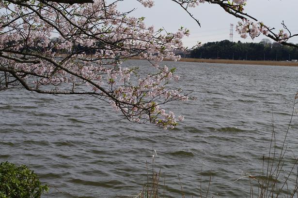 猫と白鳥の微妙な関係 Soulsurfer1964 Blog 猫と白鳥の微妙な関係 Soulsurfer1964 Blog