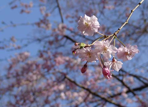先取り　お花見日和_a0090855_18351667.jpg