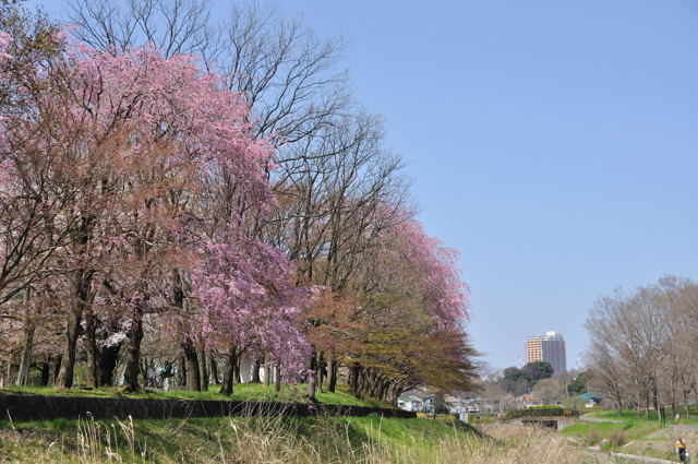 青空とさくらと・・・♪_b0131661_9431341.jpg