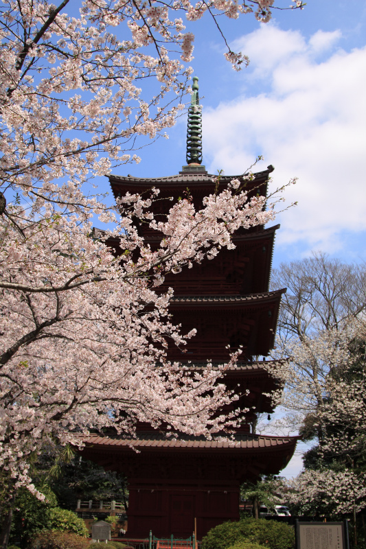 お寺さんの桜　１_d0152261_8524427.jpg