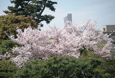 今年の桜_f0055961_092456.jpg