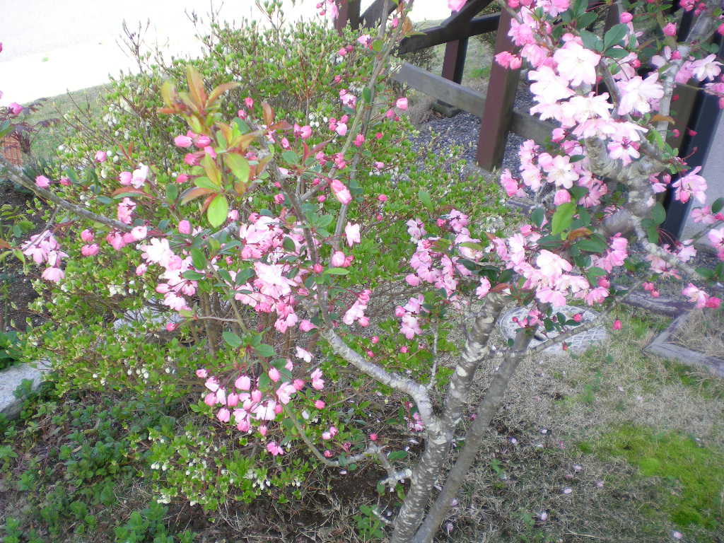 2010年4月13日(火)愛ちゃん探偵団!_f0060461_8502669.jpg