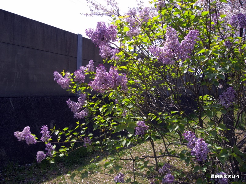 b0131071_0471716.jpg