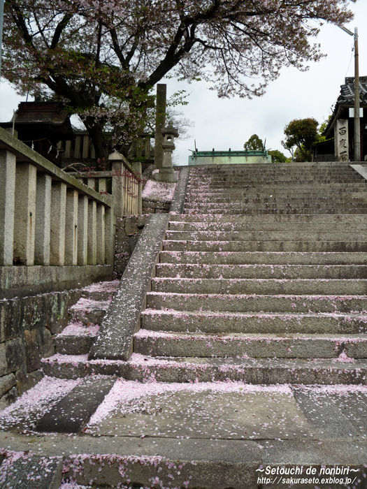 今日の久保八幡神社_c0120976_2325610.jpg